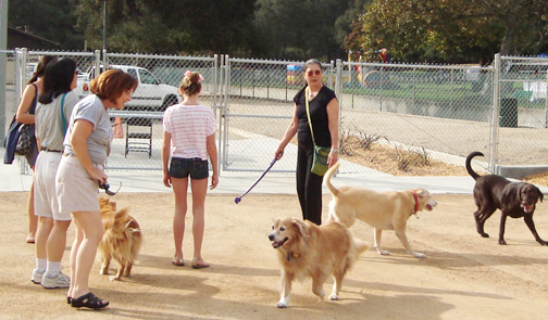 can dogs dig through decomposed granite