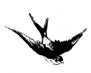 A little bird...