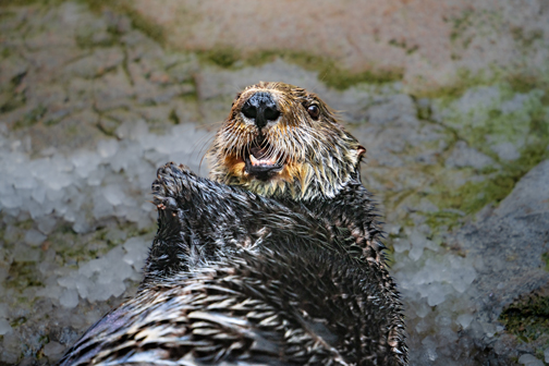 Rescued Sea Otter Pup at Aquarium of the Pacific - Crescenta Valley Weekly